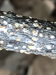 Pseudaulacaspis prunicola