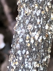 Pseudaulacaspis prunicola