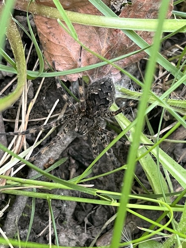 Dark Fishing Spider