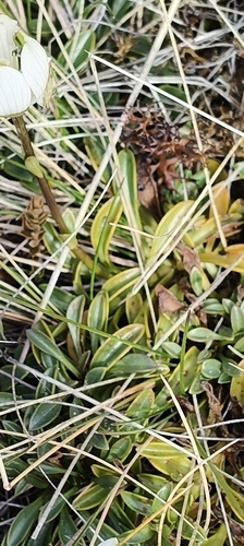 Gentianella bellidifolia observed 2026-07-02