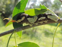 Heraclides thoas brasiliensis