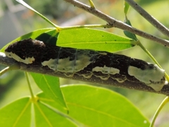 Heraclides thoas brasiliensis