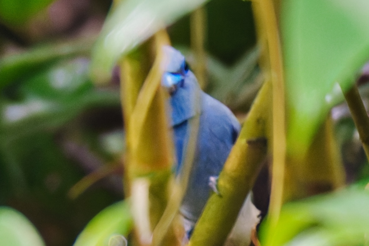 Blue Paradise Flycatcher (Terpsiphone cyanescens), photo 1