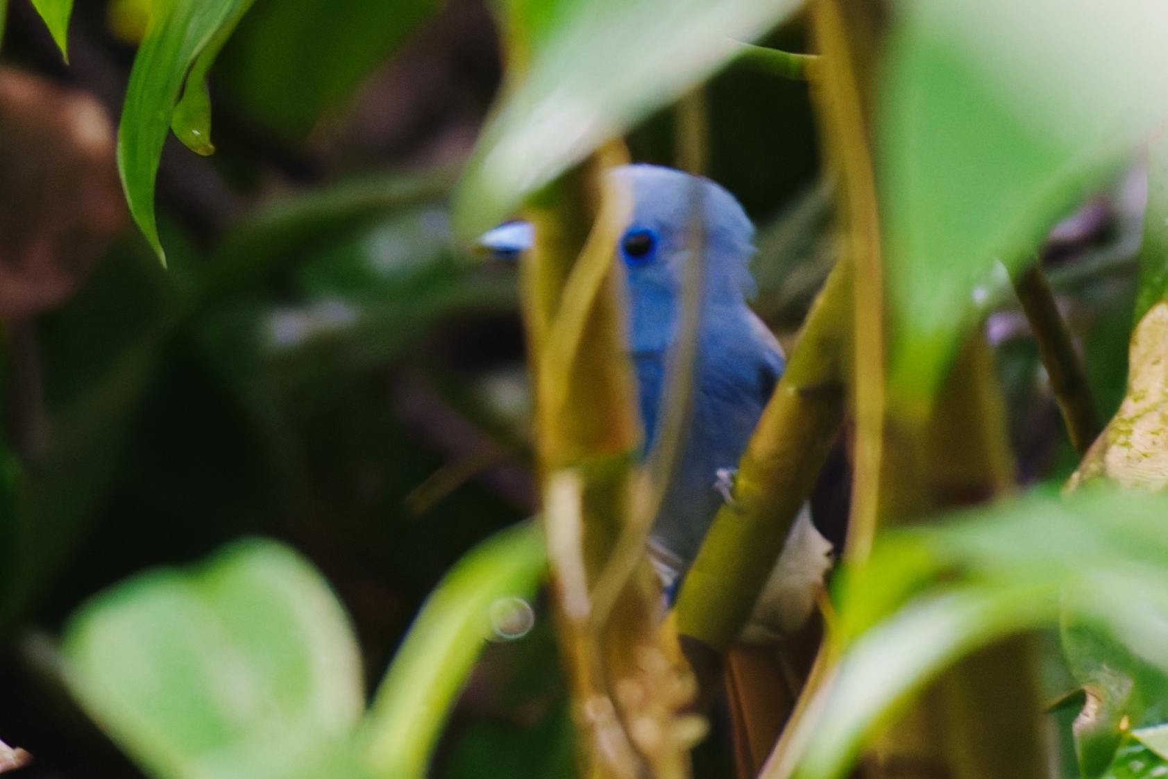 Blue Paradise Flycatcher (Terpsiphone cyanescens), photo 9