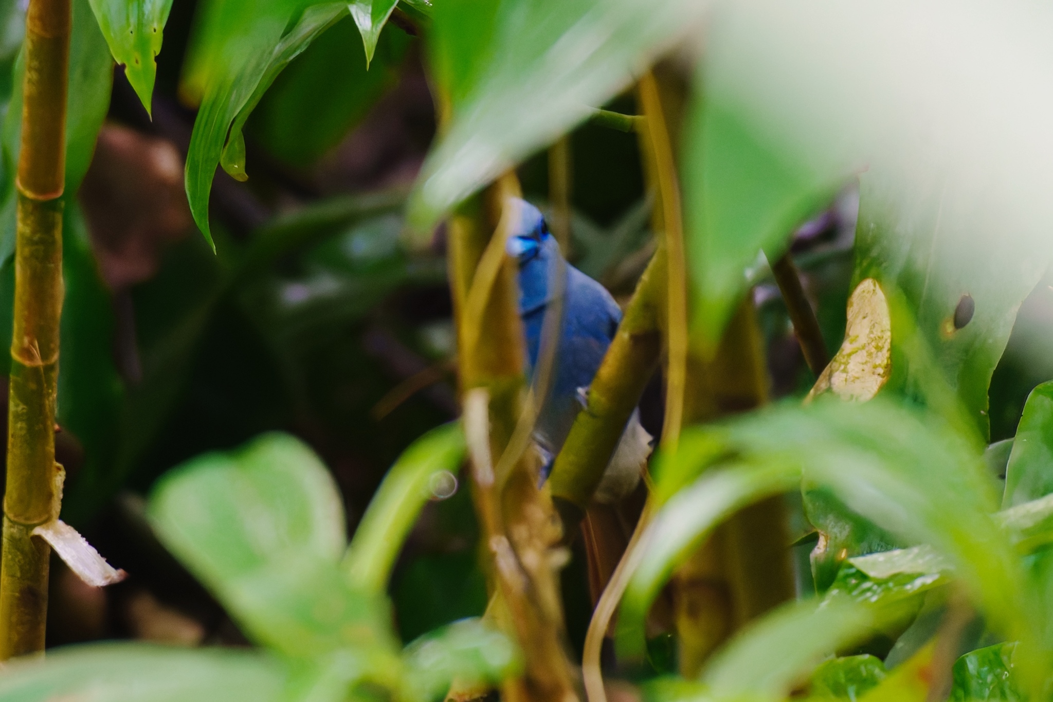 Blue Paradise Flycatcher (Terpsiphone cyanescens), photo 2