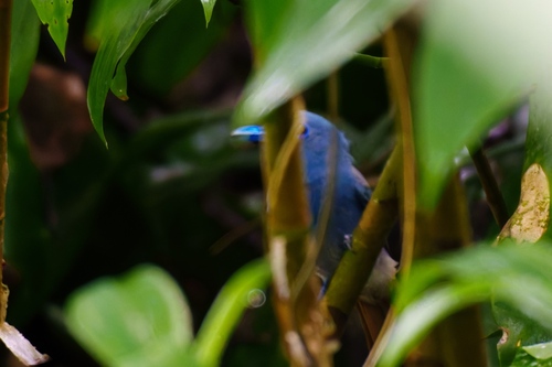 Blue Paradise Flycatcher (Terpsiphone cyanescens), photo 10