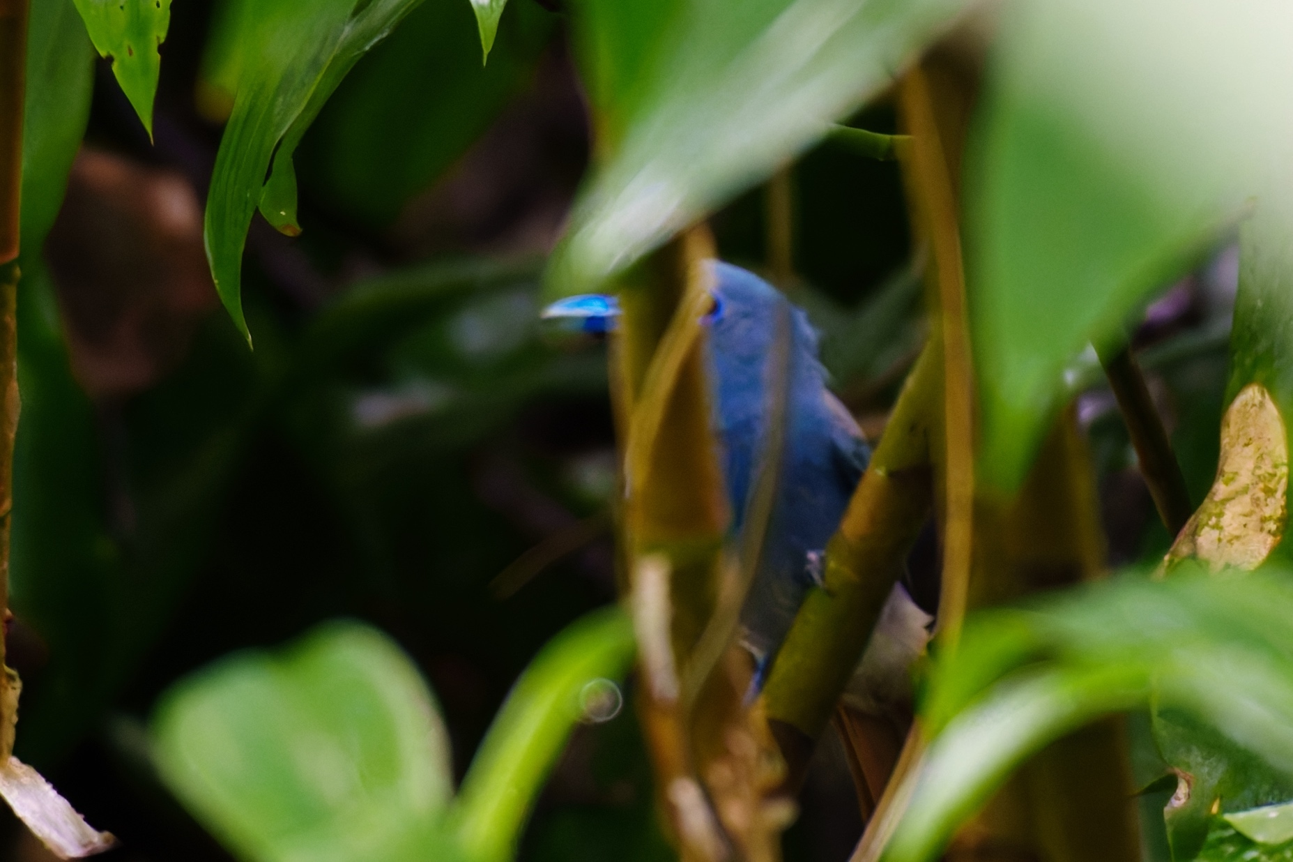 Blue Paradise Flycatcher (Terpsiphone cyanescens), photo 10