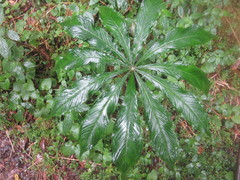 Arisaema polyphyllum
