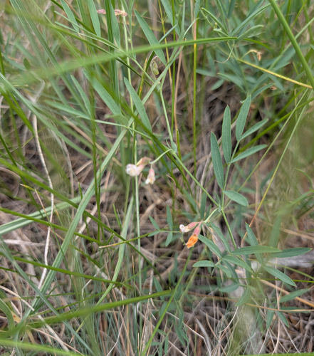 Lathyrus lanszwertii, photograph 3
