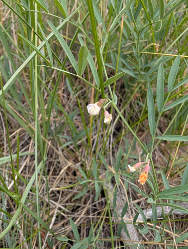 Lathyrus lanszwertii, photograph 2