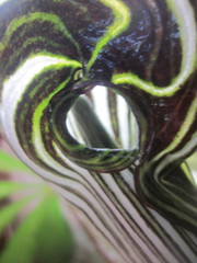 Arisaema polyphyllum