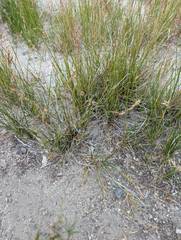 Carex praegracilis, photograph (c) Dominic Gentilcore, some rights reserved (CC BY)