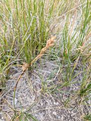 (c) Dominic Gentilcore, some rights reserved (CC BY) Carex praegracilis, photograph (c) Dominic Gentilcore, some rights reserved (CC BY)