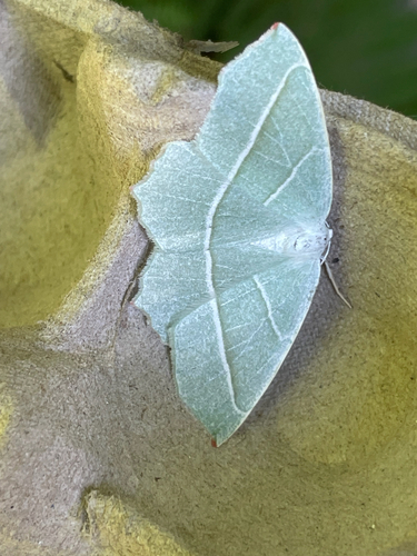 Light Emerald