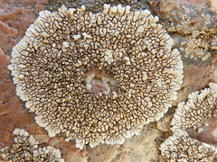 Dimelaena