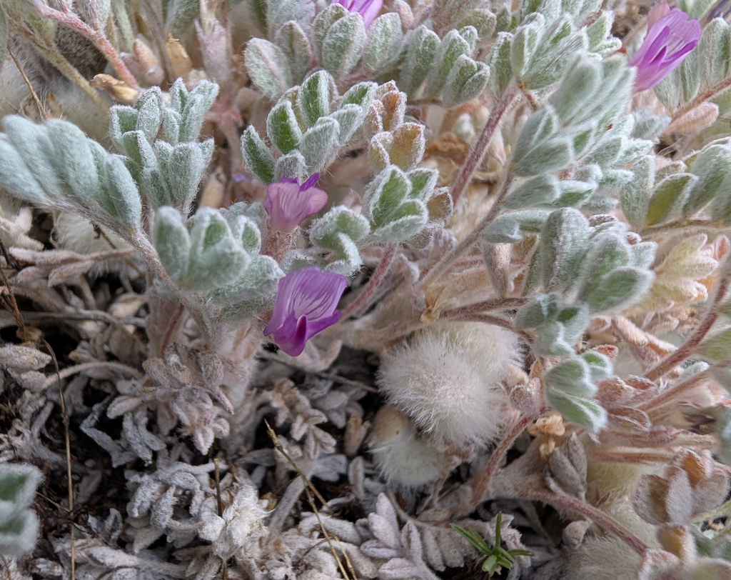Astragalus purshii; photograph (c) Dominic Gentilcore, some rights reserved (CC BY)