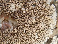 Dimelaena