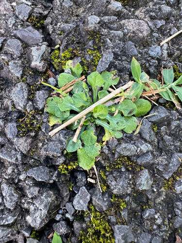 Erigeron bellioides observed 2026-07-01