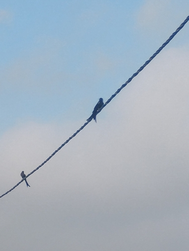 Black Drongo