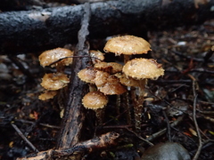 Pholiota subflammans