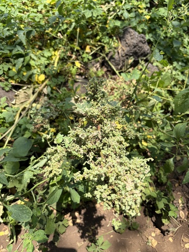 Atriplex, 2026-07-01