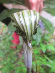 Arisaema polyphyllum