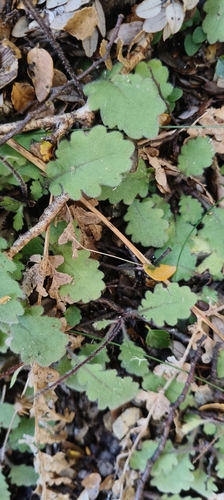 Lagenophora pinnatifida, 2026-07-02