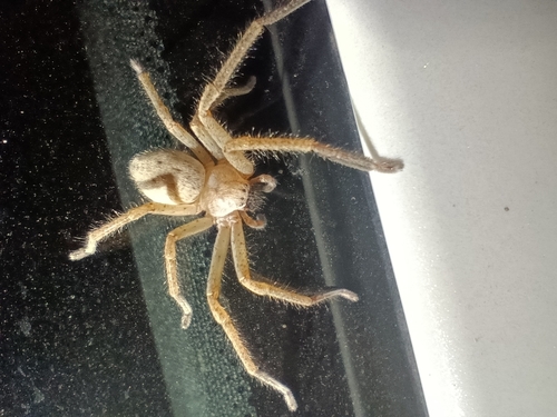 Olios sericeus
