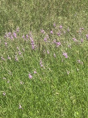 Physostegia pulchella