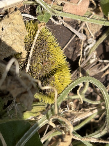 Cucumis dipsaceus observed 2026-07-01
