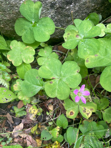 Largeflower pink-sorrel