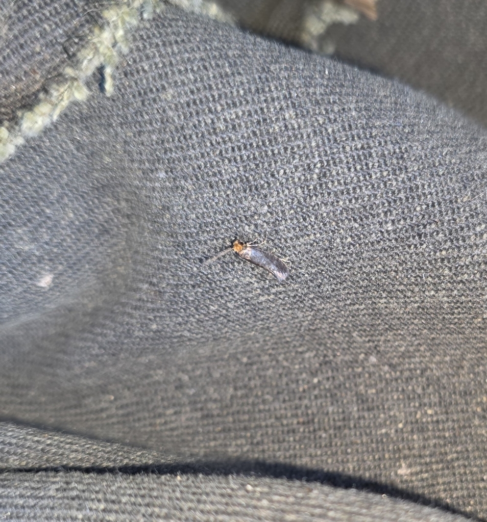 Infurcitinea ignicomella