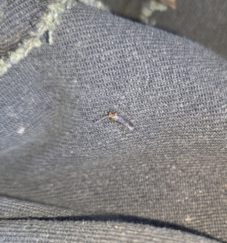 Infurcitinea ignicomella
