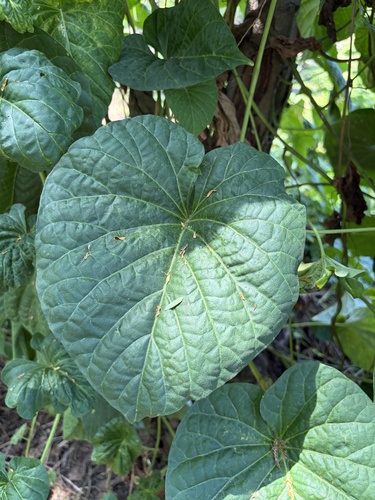 Stictocardia tiliifolia observed 2026-07-01