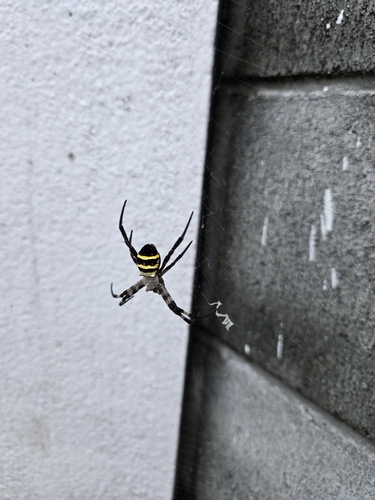 Kogane Spider