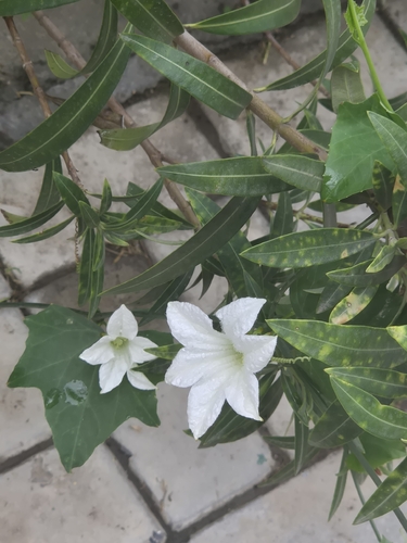 Ivy gourd