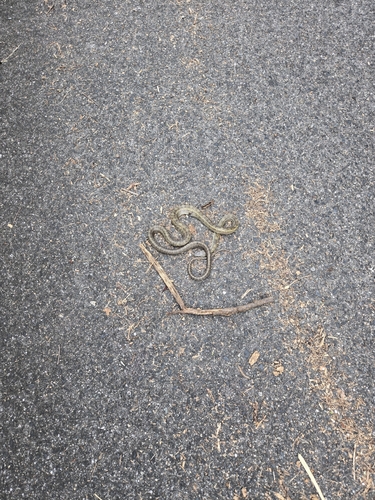 Japanese Ratsnake