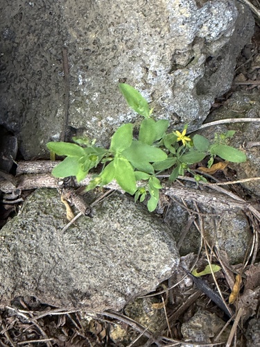 Hypericum mutilum, 2026-07-01