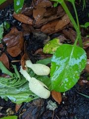 Leucocoprinus birnbaumii image