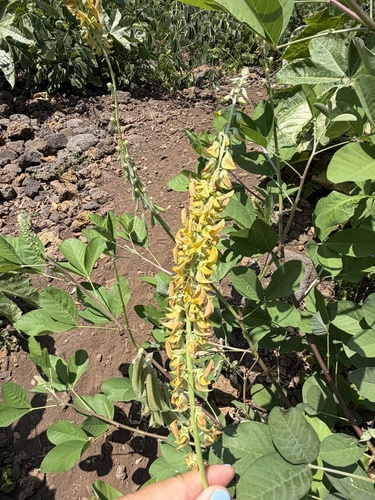 Crotalaria pallida observed 2026-07-01
