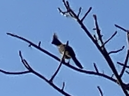 Grey Go-away-bird