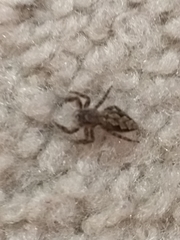 Platycryptus undatus