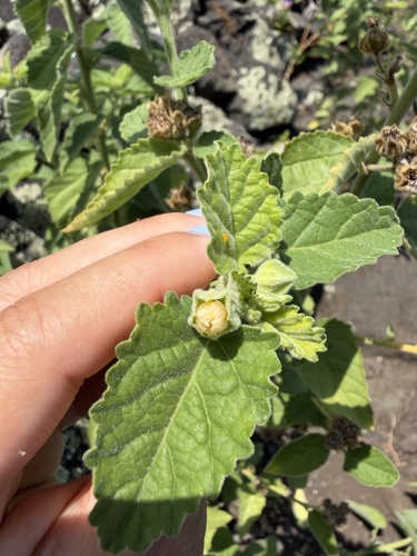 Sida cordifolia observed 2026-07-01
