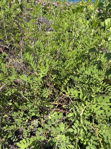 Indigofera suffruticosa observed 2026-07-01