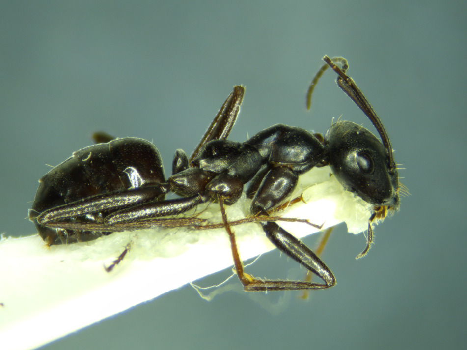 Proformica splendida