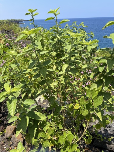 Sida cordifolia observed 2026-07-01