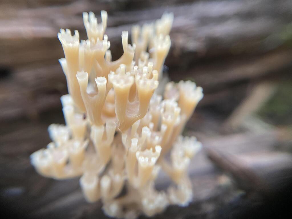 crown-tipped coral fungus · July 2026 · photo: Photo: (c) Arthur Whiting, some rights reserved (CC BY) · iNaturalist