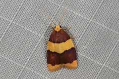 Heterallactis phlogozona