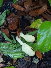 Leucocoprinus birnbaumii image