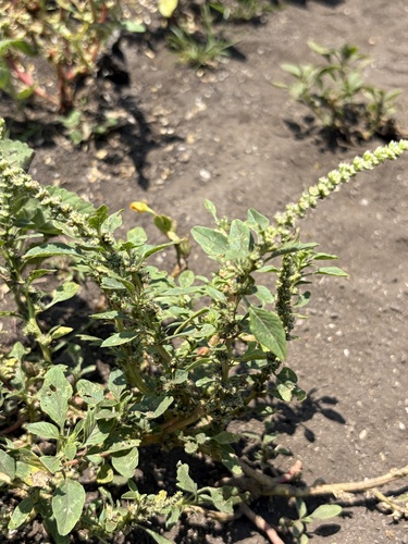 Amaranthus spinosus observed 2026-07-01